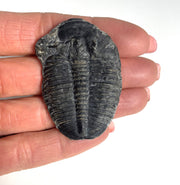 X-Large 2" Elrathia kingii Fossil Trilobite Complete loose from Utah